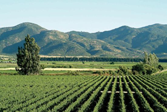 De wijngaarden van Los Vascos