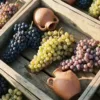 Quebranta, Italia en Torontel druiventrossen op verweerde houten wijngaardkratten met traditionele Peruaanse pisco kleipotten in warm Andeszonlicht
