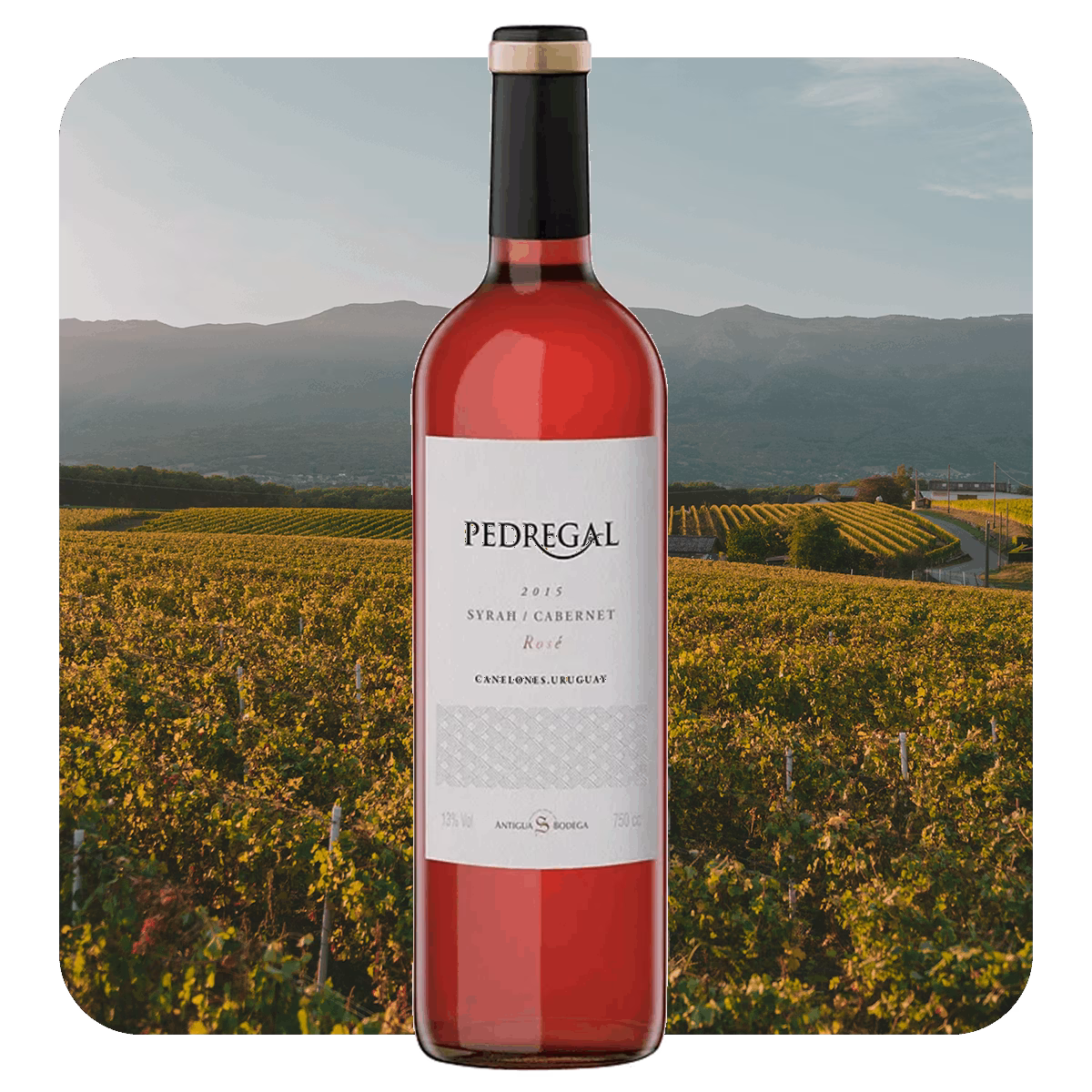 Pedregal Tannat-Rosé