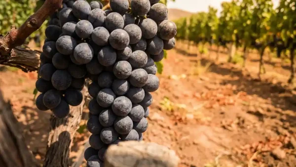 Diep paarse tannat-druiventros aan de wijnstok, met zonnige Andeshellingen en rustieke houten paal op de achtergrond.