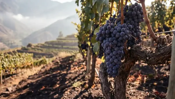 Diepe paarse tannat-druiven aan een verweerde wijnstok, met Andijnse terraswijnranken en vulkanische bodem op de achtergrond.