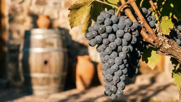 Dichte tros dieppaarse tannat-druiven aan een verweerde wijnstok, warm Andes-licht op dikke schillen, houten vat op de achtergrond.
