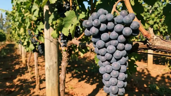 Donkere tannat druiventros aan een Andijnse wijnstok in warm middaglicht, omgeven door groene bladeren en een verweerde houten paal.