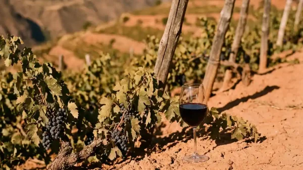 Glas donkerrode tannat-wijn tussen terracottabodem en wijnstokken op een Andesische heuvel in warm middaglicht.